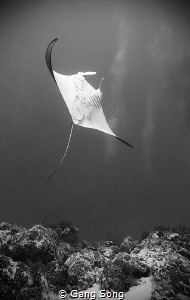 Manta Ray by Gang Song 